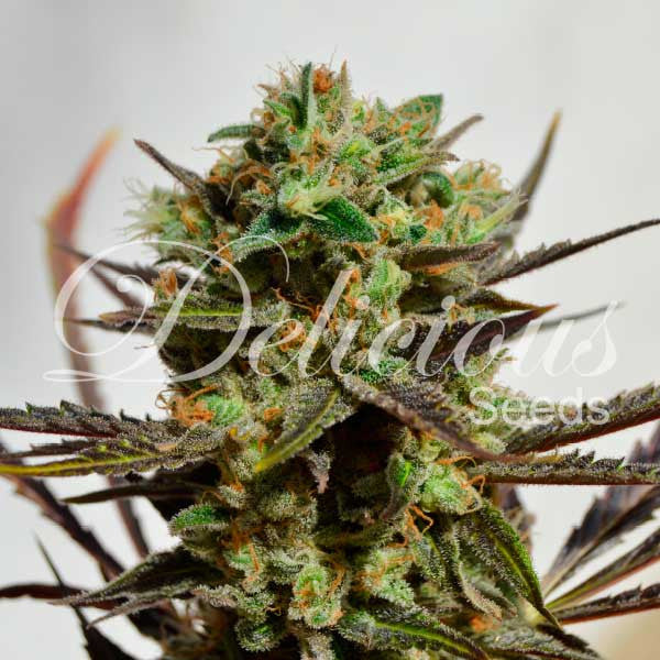 DELICIOUS CANDY fem - DELICIOUS SEEDS