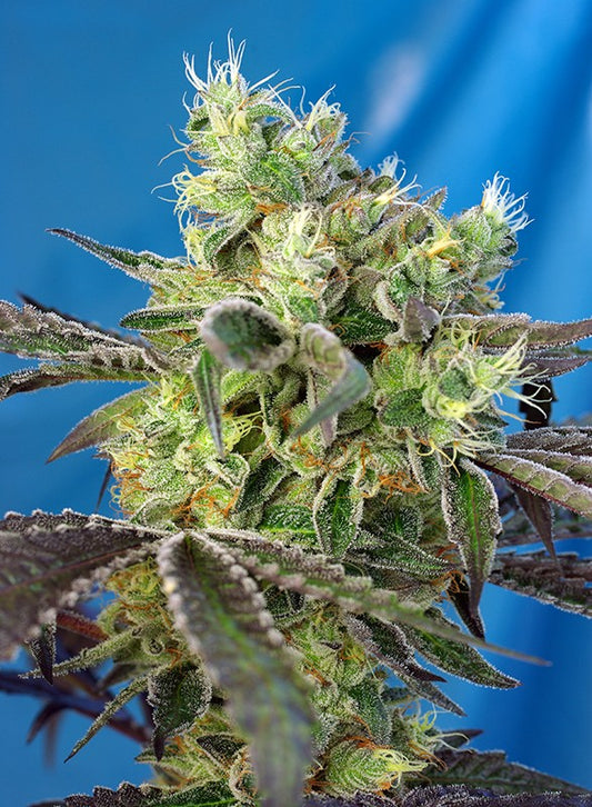 Do-Sweet-Dos fem - Sweet Seeds