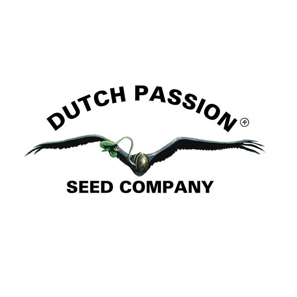 BLUEBERRY auto  - Dutch passion