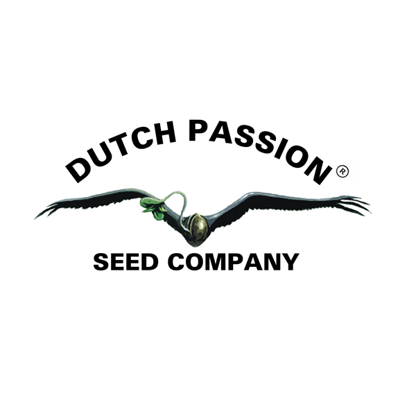 DESFRAN auto -  DUTCH PASSION