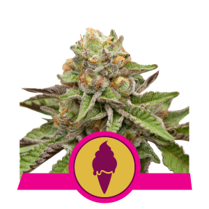 GREEN GELATO fem - ROYAL QUEEN SEEDS