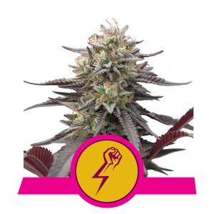 GREEN PUNCH fem - ROYAL QUEEN SEEDS