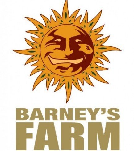 orange sherbert fem - barney's farm