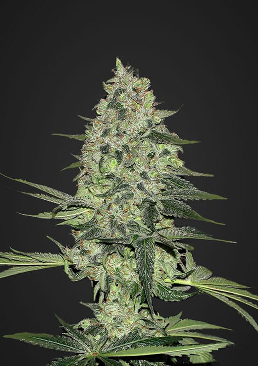 RHINO RYDER auto - FAST BUDS