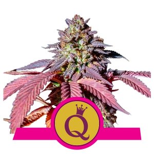 Purple Queen fem - Royal Queen Seeds