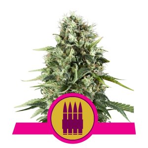 ROYAL AK fem - ROYAL QUEEN SEEDS