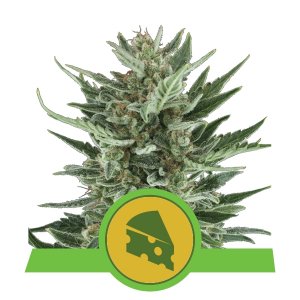 ROYAL CHEESE auto - ROYAL QUEEN SEEDS