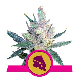 royal cheese fem - royal queen seeds