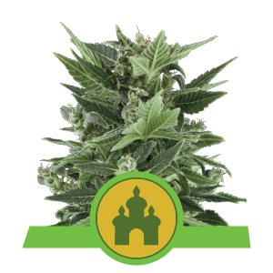 ROYAL KUSH auto - ROYAL QUEEN SEEDS