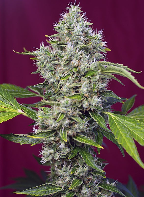 San Fernando Lemon Kush fem - Sweet Seeds