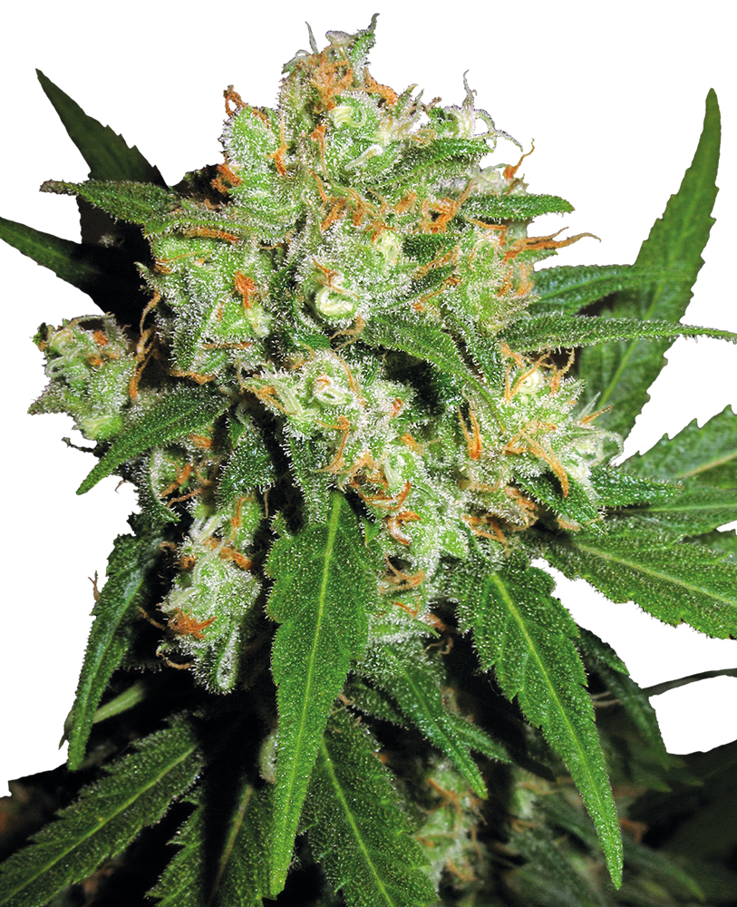 SENSI SKUNK regular - SENSI SEEDS