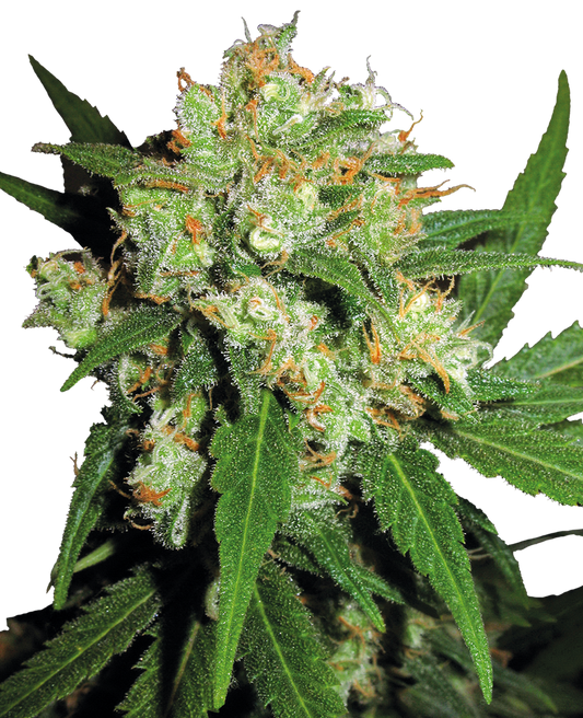 SENSI SKUNK regular - SENSI SEEDS