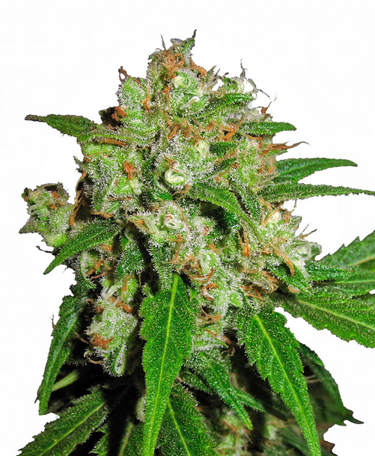 SENSI SKUNK fem - SENSI SEEDS