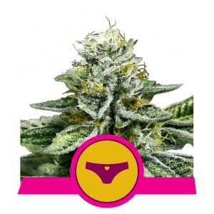 SHERBET QUEEN fem - ROYAL QUEEN SEEDS