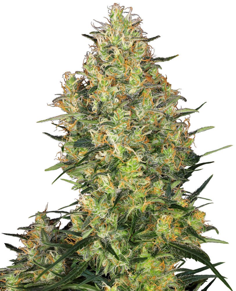 SHIVA SKUNK regular - SENSI SEEDS