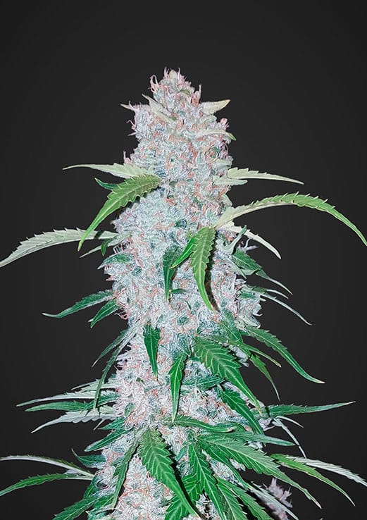 Six Shooter auto - Fast Buds