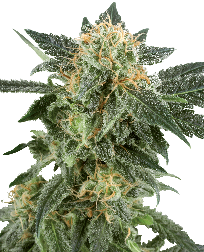 SNOW RYDER auto - SENSI SEEDS