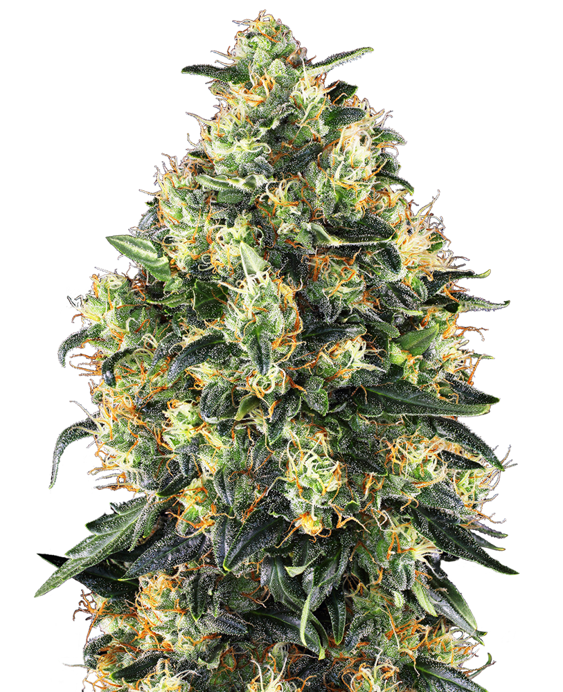 SUPER SKUNK auto - SENSI SEEDS