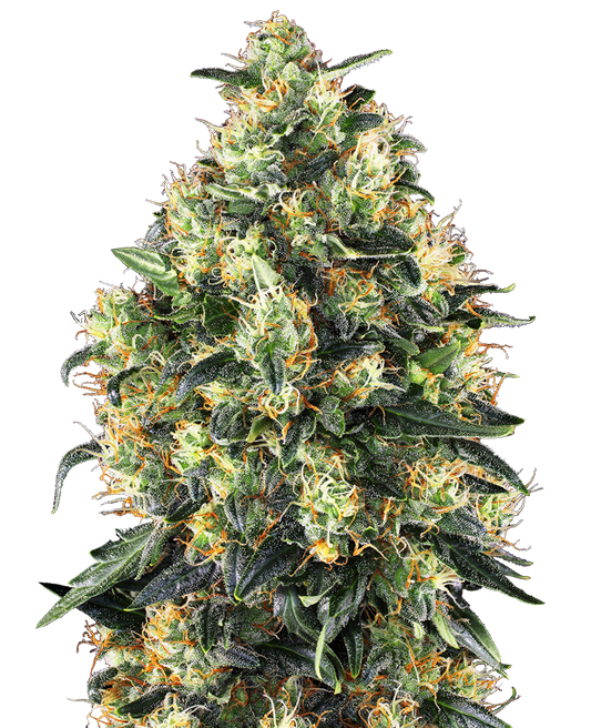 SUPER SKUNK auto - SENSI SEEDS