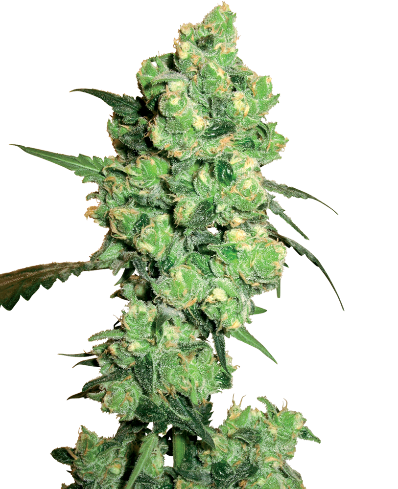 BLUE SKUNK fem - SENSI SEEDS