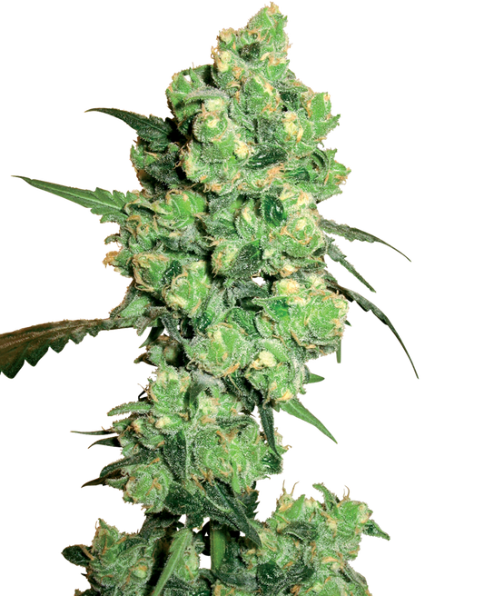 BLUE SKUNK fem - SENSI SEEDS