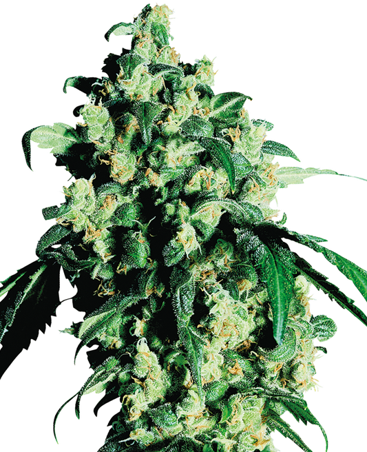 SUPER SKUNK fem - SENSI SEEDS