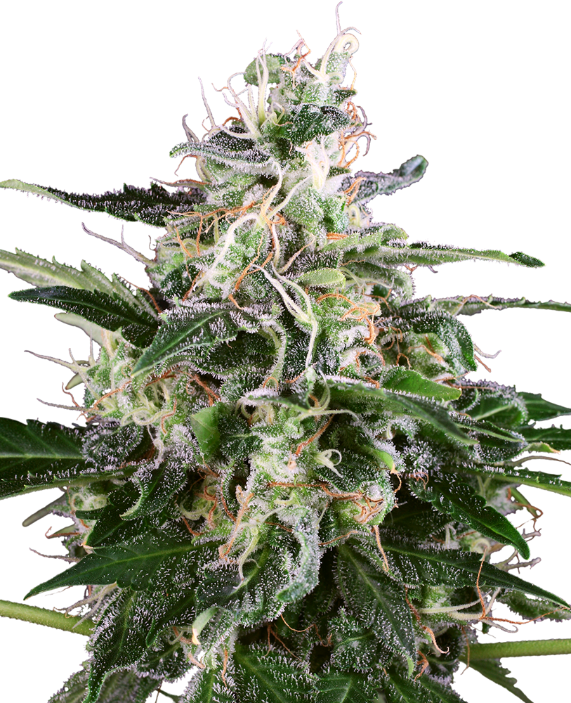 WHITE SKUNK auto - SENSI SEEDS