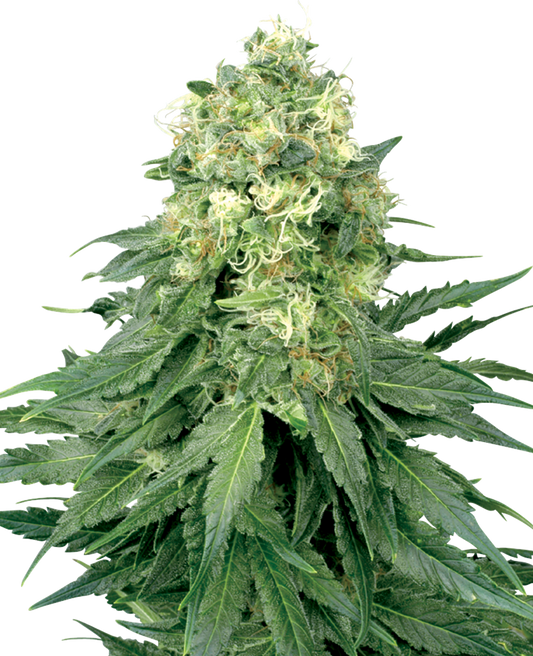 WHITE WIDOW fem - WHITE LABEL